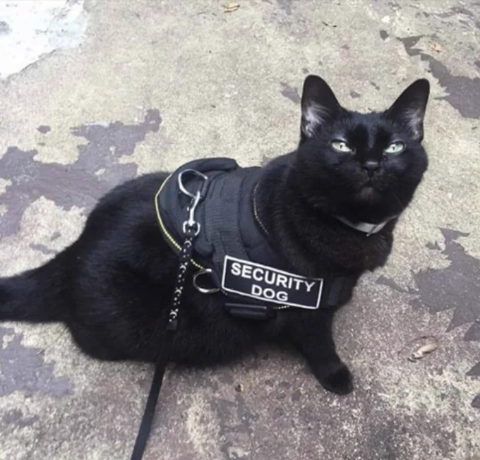 Cat guard dog