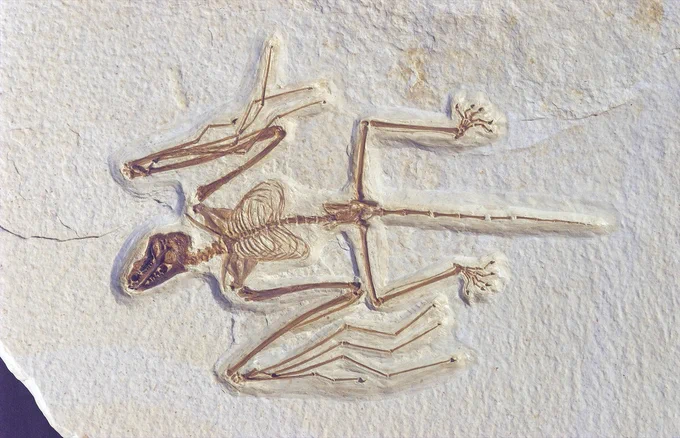A 52 million year old bat fossil with a claw on each digit, long "finger" bones that make up the wing, and longer rear legs than modern bats.