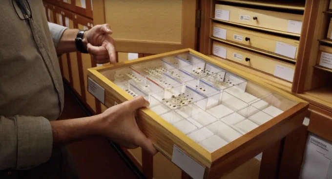 An example of one of the beetle drawers, filled with unit trays and specimens.