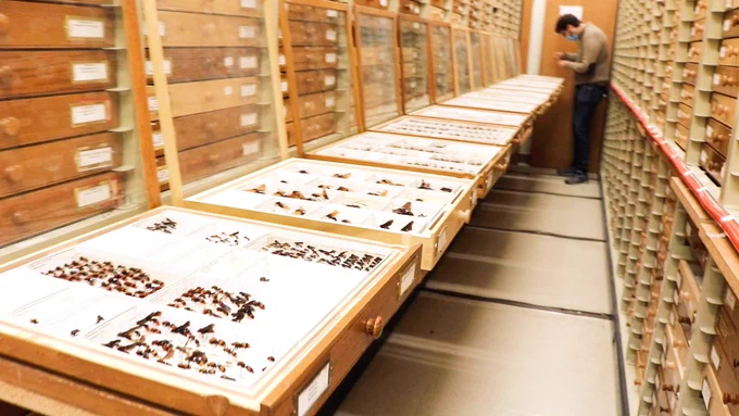 A still taken from the tour providing a view of open drawers, full of specimens. All are neatly aligned, in between racks of many many drawers, with Tommy hunched over a drawer at the far end of the room.