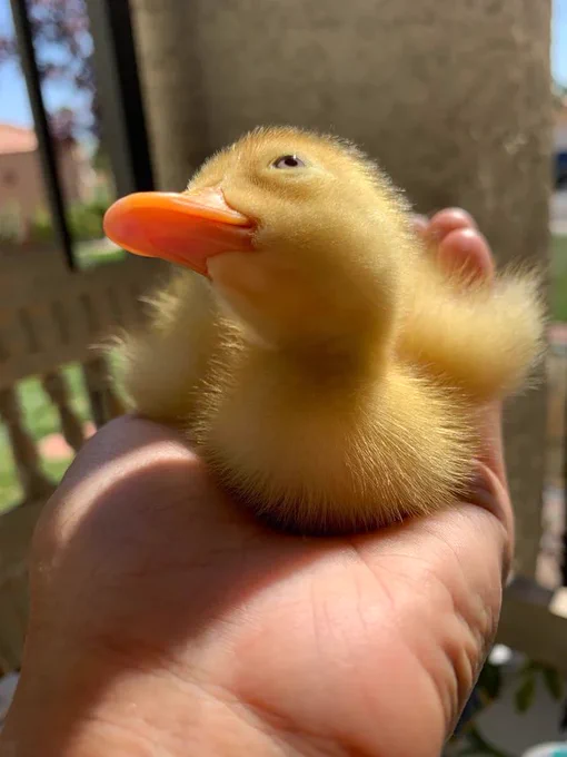 small, yellow, fluffy dog with orange beak sitting in the palm of someone’s hand has his head tilted to his right