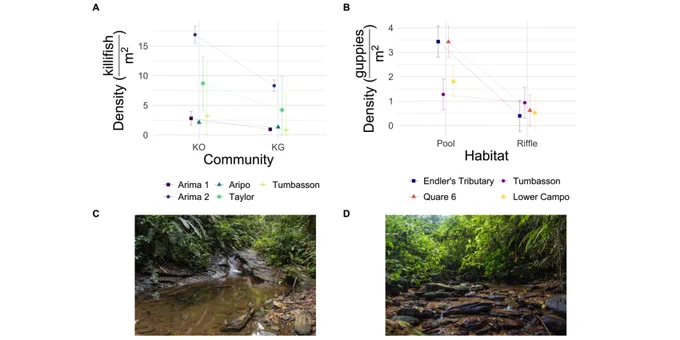 Killifish densities per square meter of stream shown for killifish-only (KO) and killifish-guppy (KG) communities in the same streams. Also shown: typical pool and riffle habitats at guppy introduction sites in the Guanapo River, Trinidad, W.I.