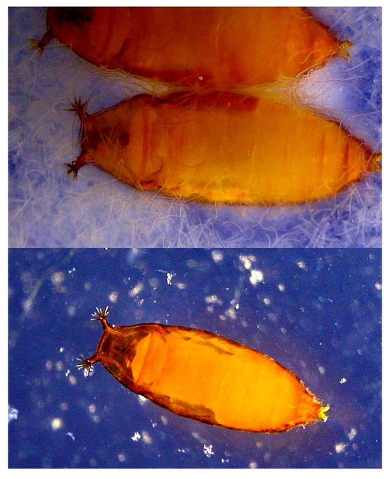 Drosophila suzukii pupae surrounded by nematodes