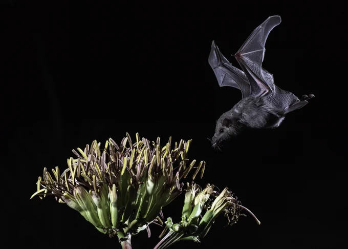 Mexican long-tongued bat getting nectar at night.