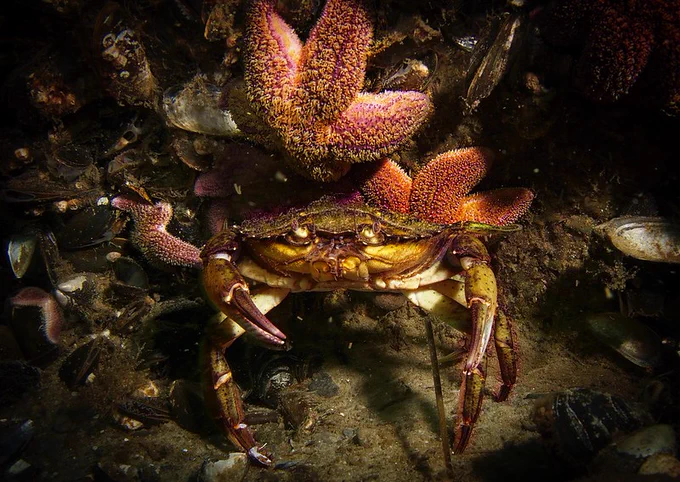 Shore crab (Carcinus Maenas) with common starfish (Asterias rubens)
Baltic sea near Haffkrug (Germany), 5m depth