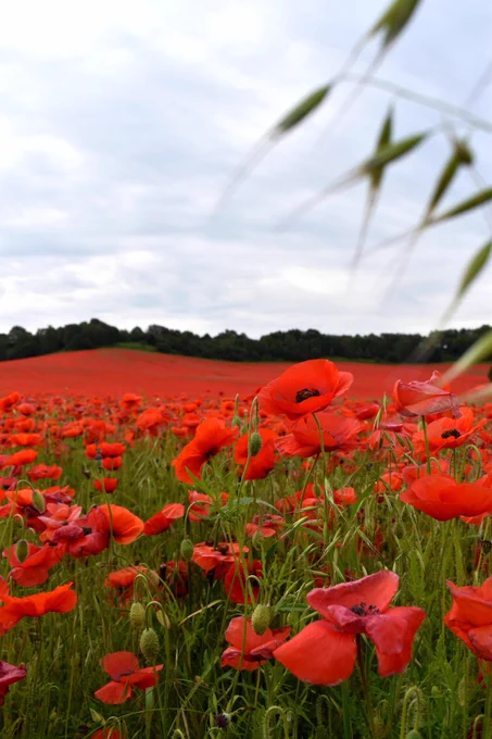 Photo Credit: Adam Jones via Unsplash. Image description: Rolling fields of red poppies in the background, lined with trees, with clear close-up poppies and leaves in the foreground. The sky above is bright but cloudy.
