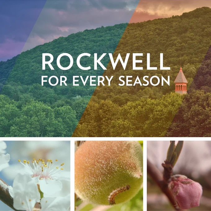 Four pictures. Top picture is a photograph of a hill covered in trees and the steeple of The Rockwell Museum popping up. The bottom three photos, from left to right are of various blossom, buds and fruits from the Tree of 40 Fruit. 