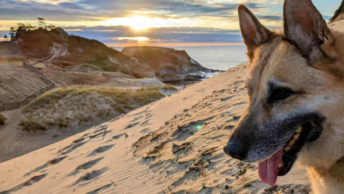 Meta the dog is smiling, with her tongue slightly out, while sitting on a sand dune in front of a Pacific Ocean sunset.