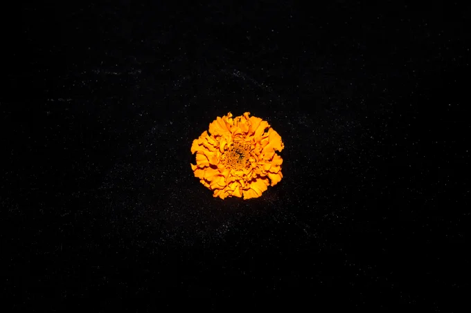 Piece of art by artist Rushi Rajguru showing a flower floating in outer space