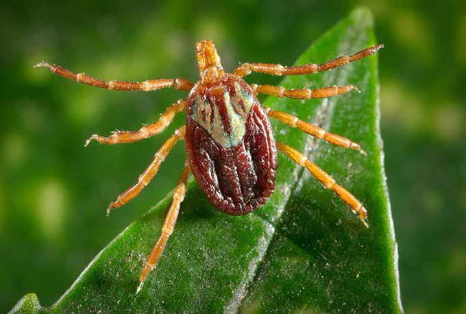 This photograph depicts a dorsal view of a female Gulf Coast tick, Amblyomma maculatum, questing on a blade of grass.