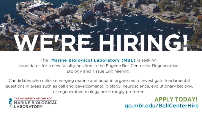 Marine Biological Laboratory
We're HIRING!

The Marine Biological Laboratory (MBL) is seeking candidates for a new faculty position in the Eugene Bell Center for Regenerative Biology and Tissue Engineering. Candidates who utilize emerging marine and aquatic organisms to investigate fundamental questions in areas such as cell and developmental biology, neuroscience, evolutionary biology, or regenerative biology are strongly preferred.

Apply Today!
go.mbl.edu/BellCenterHire