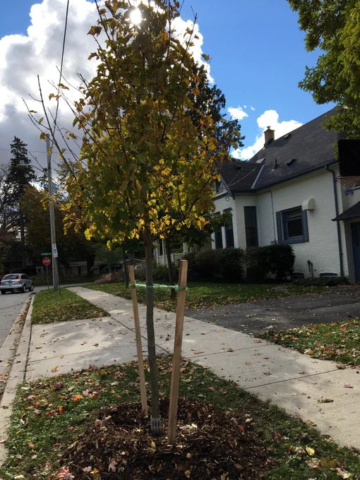 Tatarian maple
