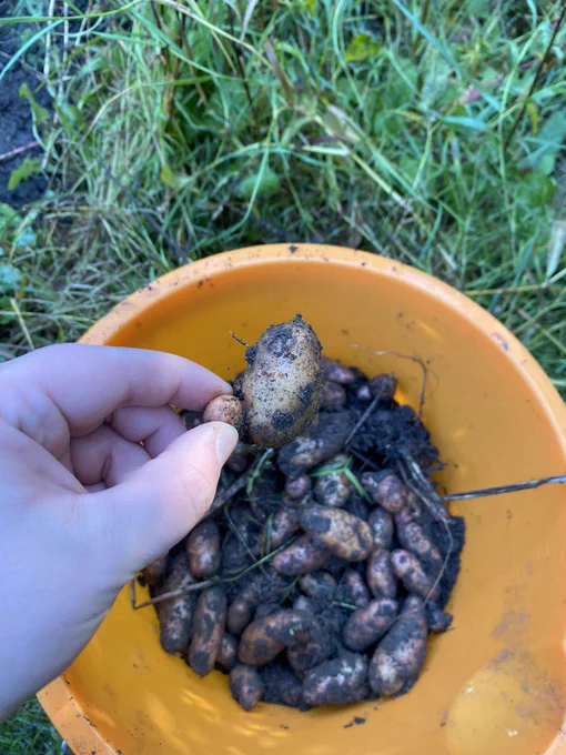 A hand holding a small potato in front of a big bucket of small potatoes.