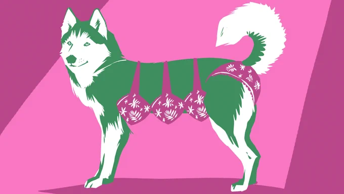 An illustration of a Siberian Husky type dog. It is wearing three bras along its torso and underwear with a hole for its tail. The dog is dark green and the underwear is fuschia.