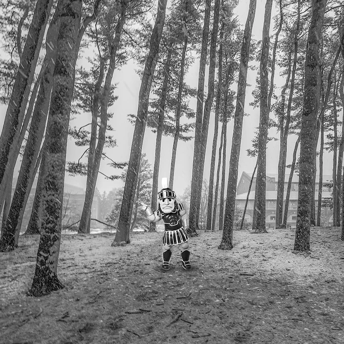 Taylor Swift's folklore album cover art spoofed with an image of Sparty at the Beal Pinetum on MSU's campus. 