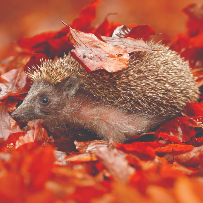 A hedgehog sitting on a pile of red and orange autumnal leaves looking to the left. There is a leaf sitting on the hedgehogs back.