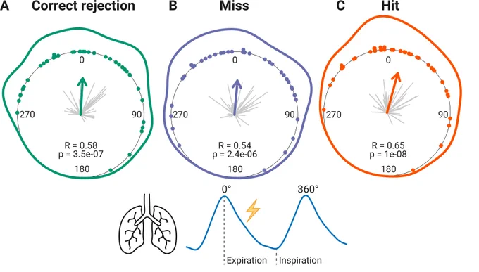 Figure 7A-C from the paper "Respiration, heartbeat, and conscious tactile perception" by Martin Grund and colleagues (2021, accepted for publication in the Journal of Neuroscience) shows that participants adapted their respiratory cycle to expected stimulus onsets to preferentially  occur  during  late  inspiration  /  early  expiration.  This  closely  matched heart  rate  variation  (sinus  arrhythmia)  across  the  respiratory  cycle  such  that  most frequent stimulation onsets occurred during the period of highest heart rate probably indicating highest alertness and cortical excitability. Tactile detection rate was highest during the first quadrant after expiration onset. Inter-individually, stronger respiratory phase-locking to the task was associated with higher detection rates. 