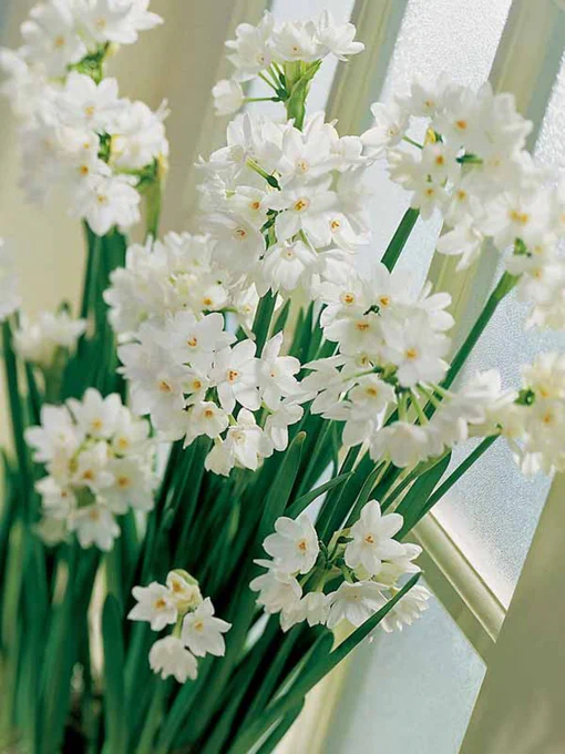 paper whites in bloom