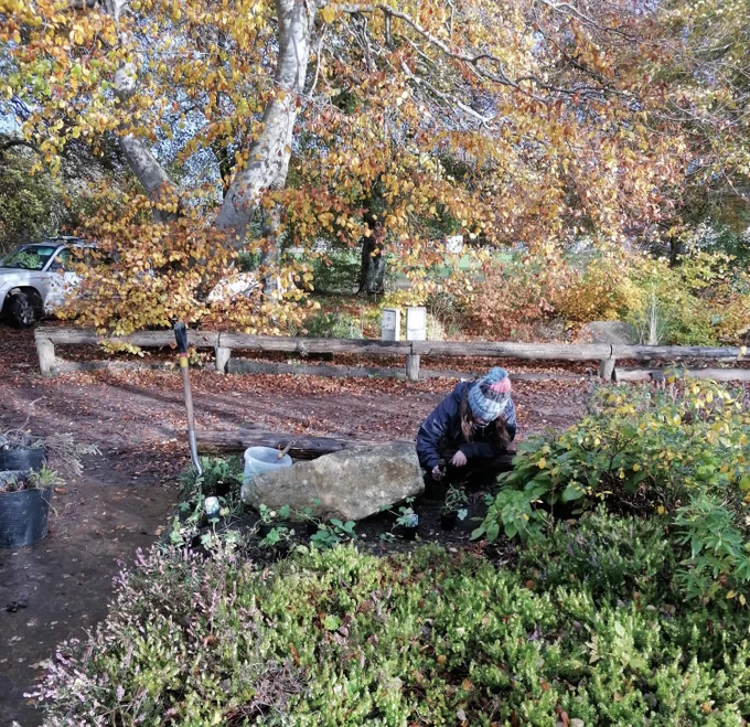 A volunteer replants a heather in the Famous Fochaberians Memorial Gardens, Fochabers. 