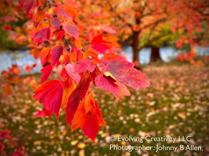 Fall red maple leaves with the red cedar River in the background.