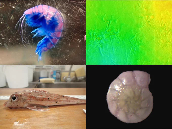 Example species images and multibeam data from one of our sampling campaigns using the Prince Madog research vessel. 