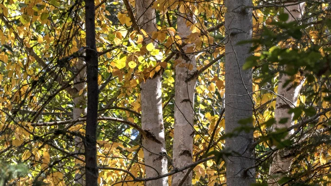 Autumn trees at Woodland Park Zoo