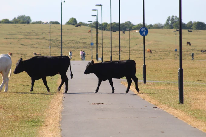 A photo of Town Moor, Newcastle.