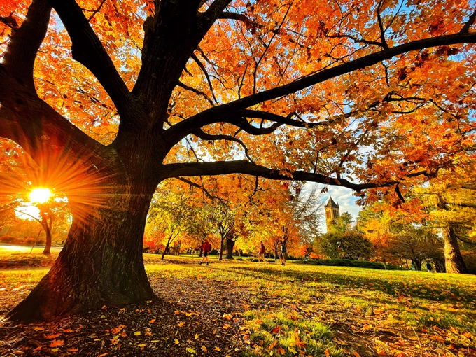 Sun shining through trees