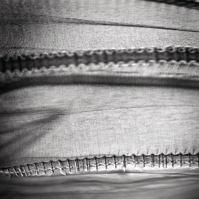 A black and white close up of a lobed comb jelly with two prominent comb rows visible