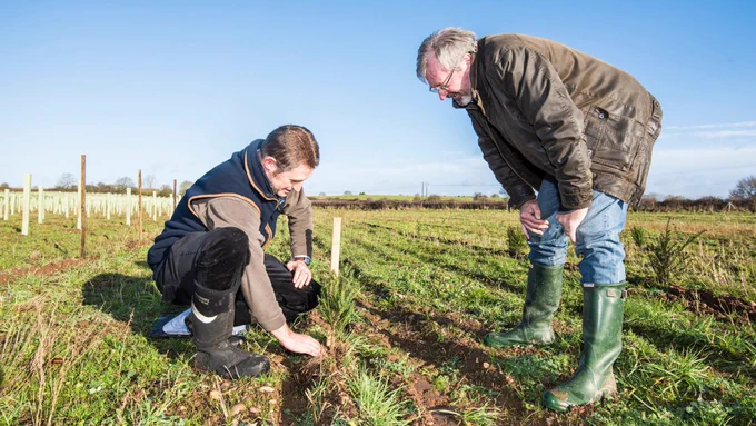 Two male land owners stand in a field where trees are being planted. One of them places a conifer tree in the ground, whilst the other watches over.