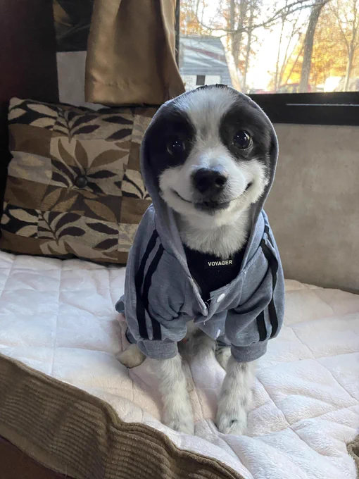 8 year old pomeranian. mostly white but black fur around the eyes like a raccoon. he’s sitting on a couch and has a grey hoodie on. he is doing a closed-mouth smile and it’s precious