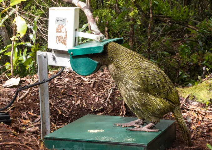 A kākāpō at a ‘smart hopper’ feeding station.