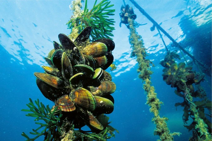 A large mussel farming operation is proposed for the waters off Ventura, California. (Courtesy of South Australian Research and Development Institute)