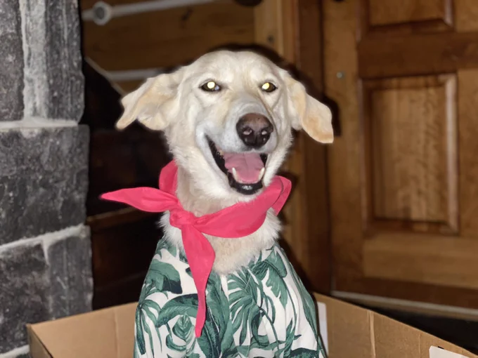 A yellow dog sits in a cardboard box, illuminated with glowing eyes from a camera flash, wearing a tropical print shirt and a reddish bandana tied in a jaunty knot. She’s grinning.