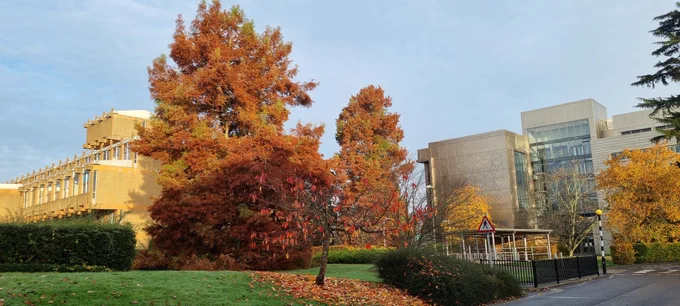 autumnal trees, bushy with yellow, orange and red leaves, stand between the brutalist URS building and the silver exterior of the library