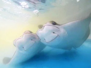 Description: two cownose rays in water
Photo credit: Laura Patrick/SERC