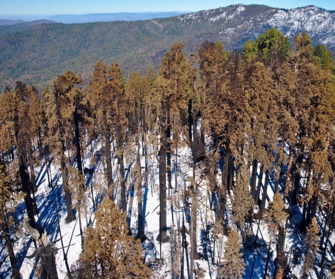 Aerial photo of a grove of dead giant sequoias on a mountainside.