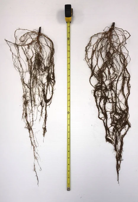 two soybean root systems and measuring tape