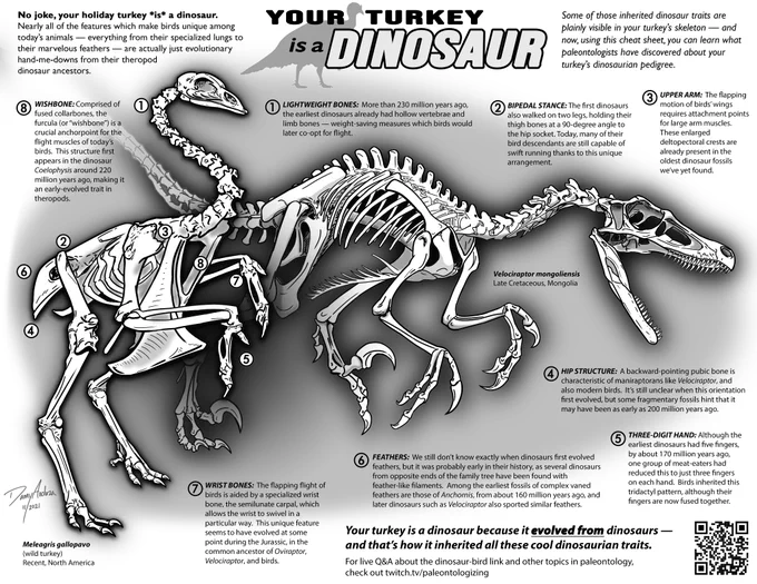 The full turkey / Velociraptor skeleton infographic printout image