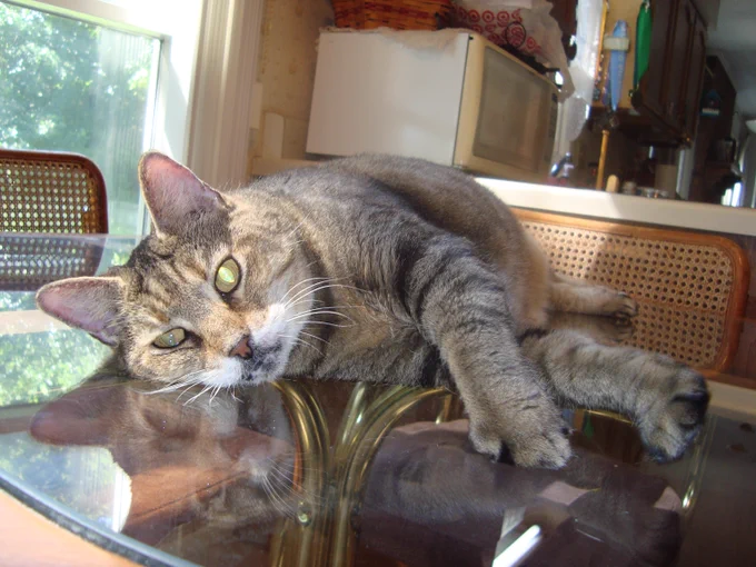 In memory of beloved Missy