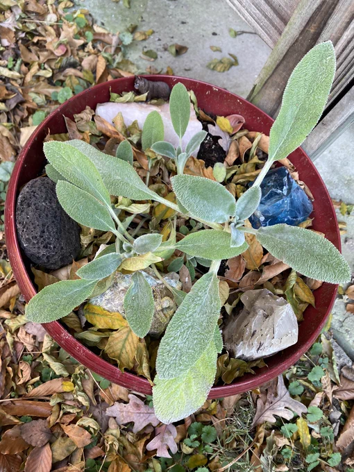 Aerial view of a large lamb’s ear plant growing in a big red pot outdoors, with autumn leaves and large rocks and crystals around it.