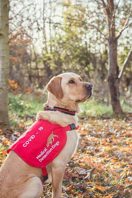 COVID-19 Medical Detection Dog