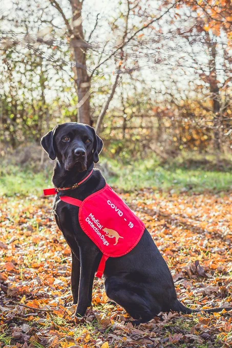 COVID-19 Medical Detection Dog