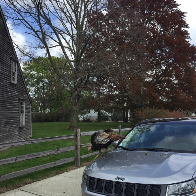 A turkey jumping off the hood of a car
