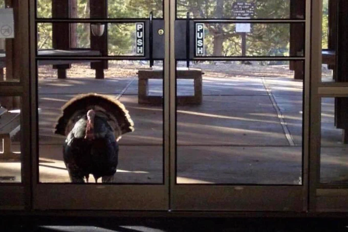 Turkey peering through glass doors of a visitor center
