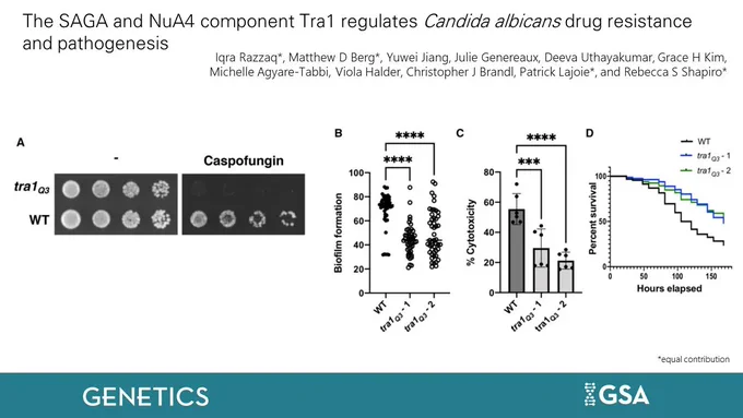The SAGA and NuA4 component Tra1 regulates Candida albicans drug resistance and pathogenesis