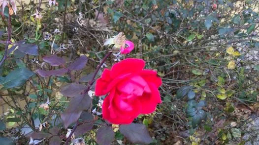  A  red rose in full bloom is in the center of the photograph. Surrounding the rose are dark green and brown leaves. Below the leaves is a gray rock path. In the top right hand corner of the photo are smaller pink roses and buds along the wall of a yellow house.