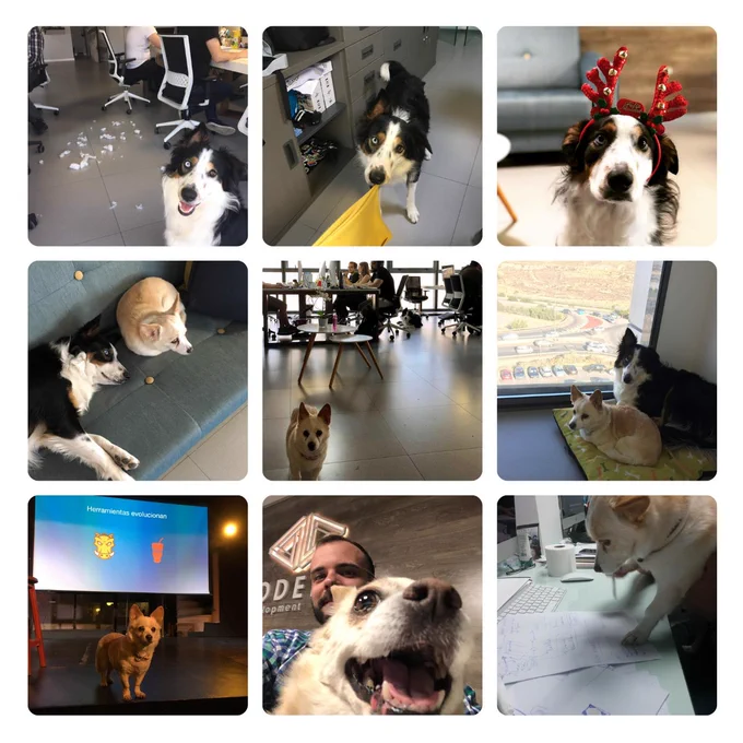 Fotos de las mascotas de Coderty en la oficina