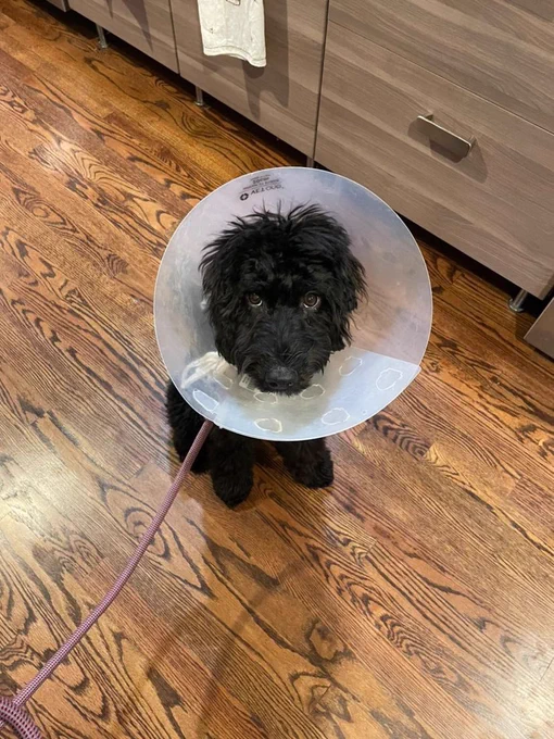 curly, black bernadoodle wearing a plastic cone sits on a wood floor with a sad sad look on her face