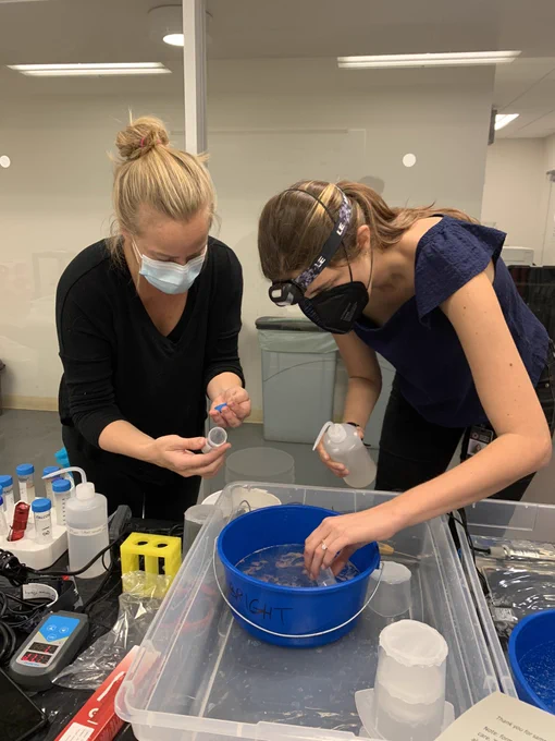 Rebecca and Elora combining coral gametes in a blue bucket.